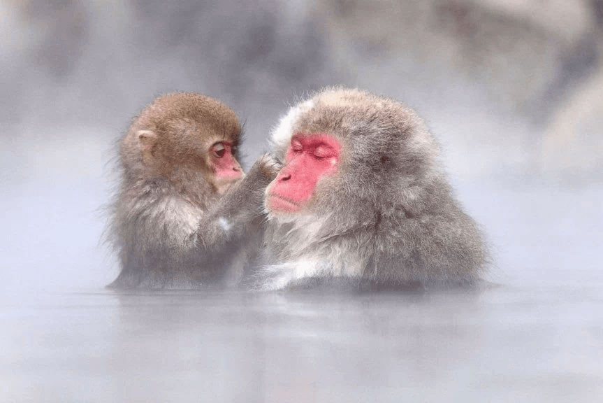 New Experience: Snow Monkeys Day Trip