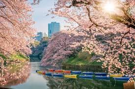 Cherry Blossom Forecast 2026