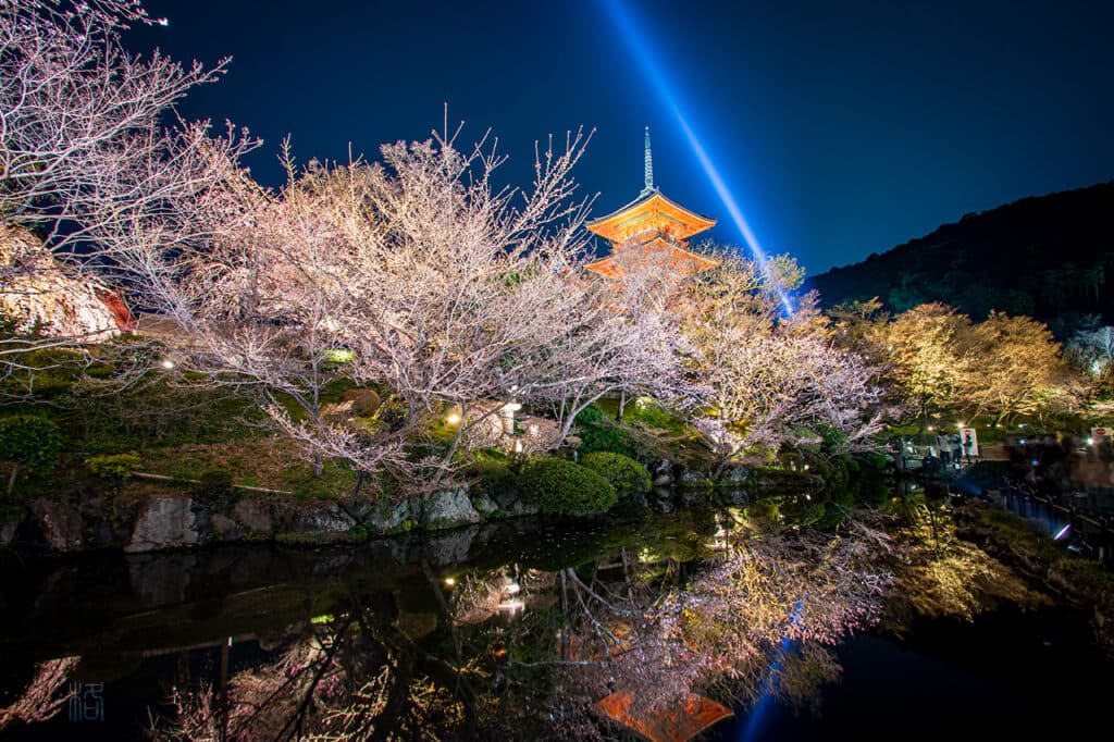 Kyoto Cherry Blossom Evening 1