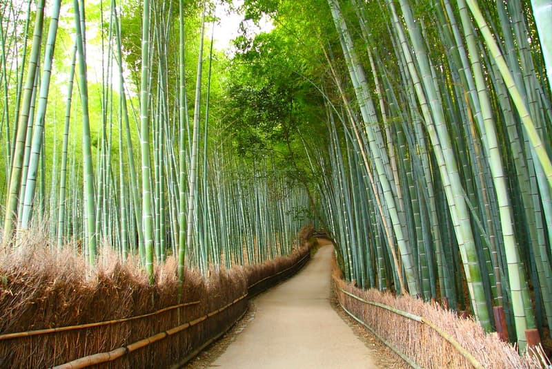 Arashiyama Bamboo Grove Walk 1